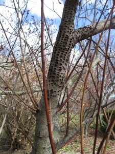 blog